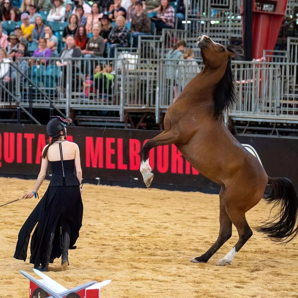 Tiamat rearing at liberty at Equitana Melbourne