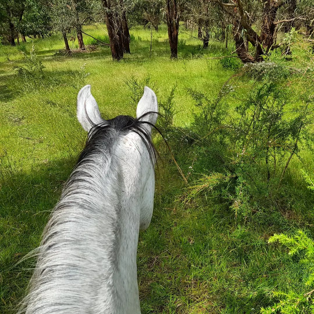 View between Rahni's ears on a bridleless bush ride