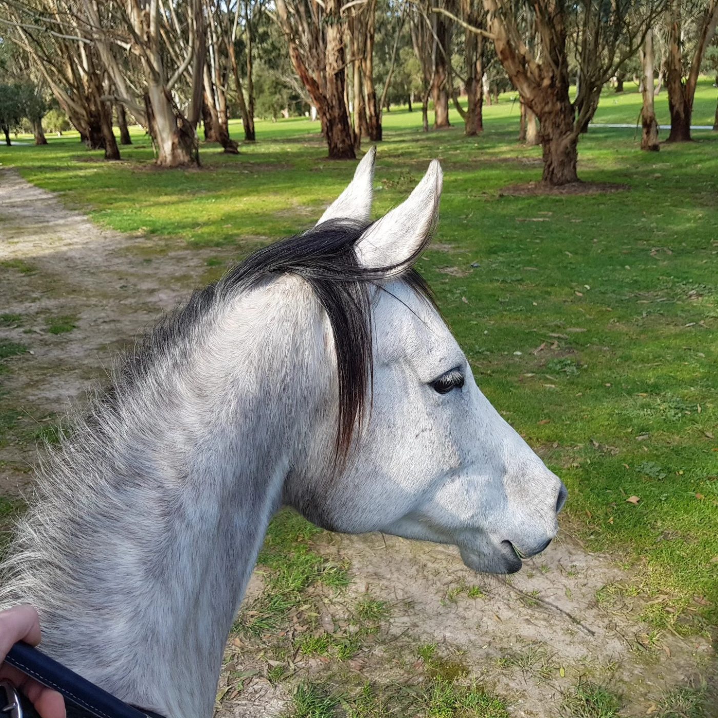Rahni, a grey Arabian mare, in the paddock
