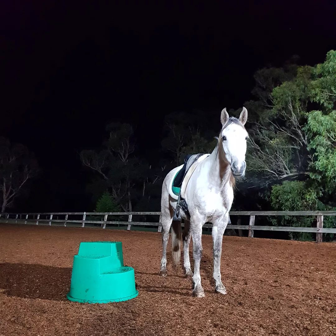 Rahni at liberty in the arena under lights