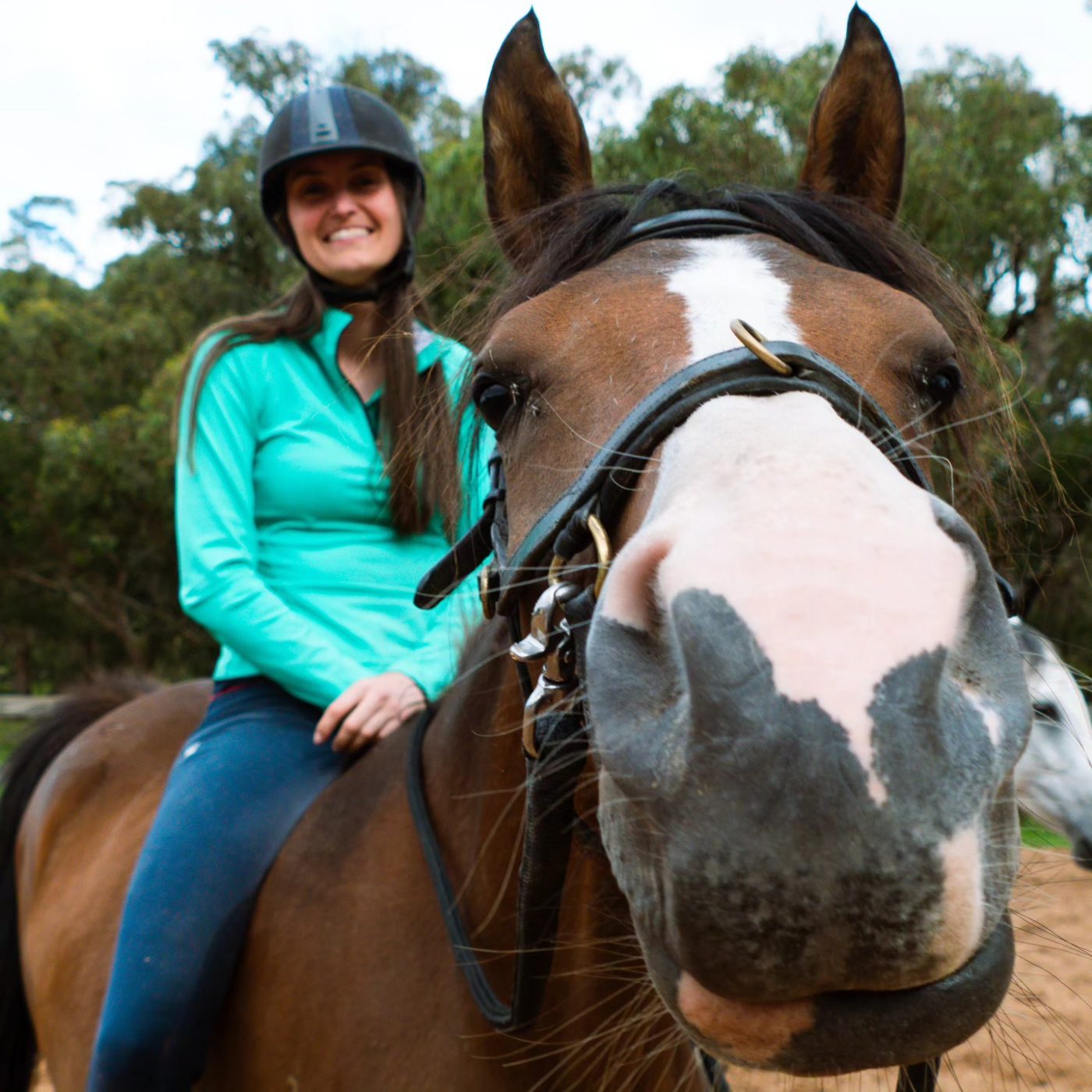 Tiamat, a bay Arabian mare with a white blaze, looking into the camera